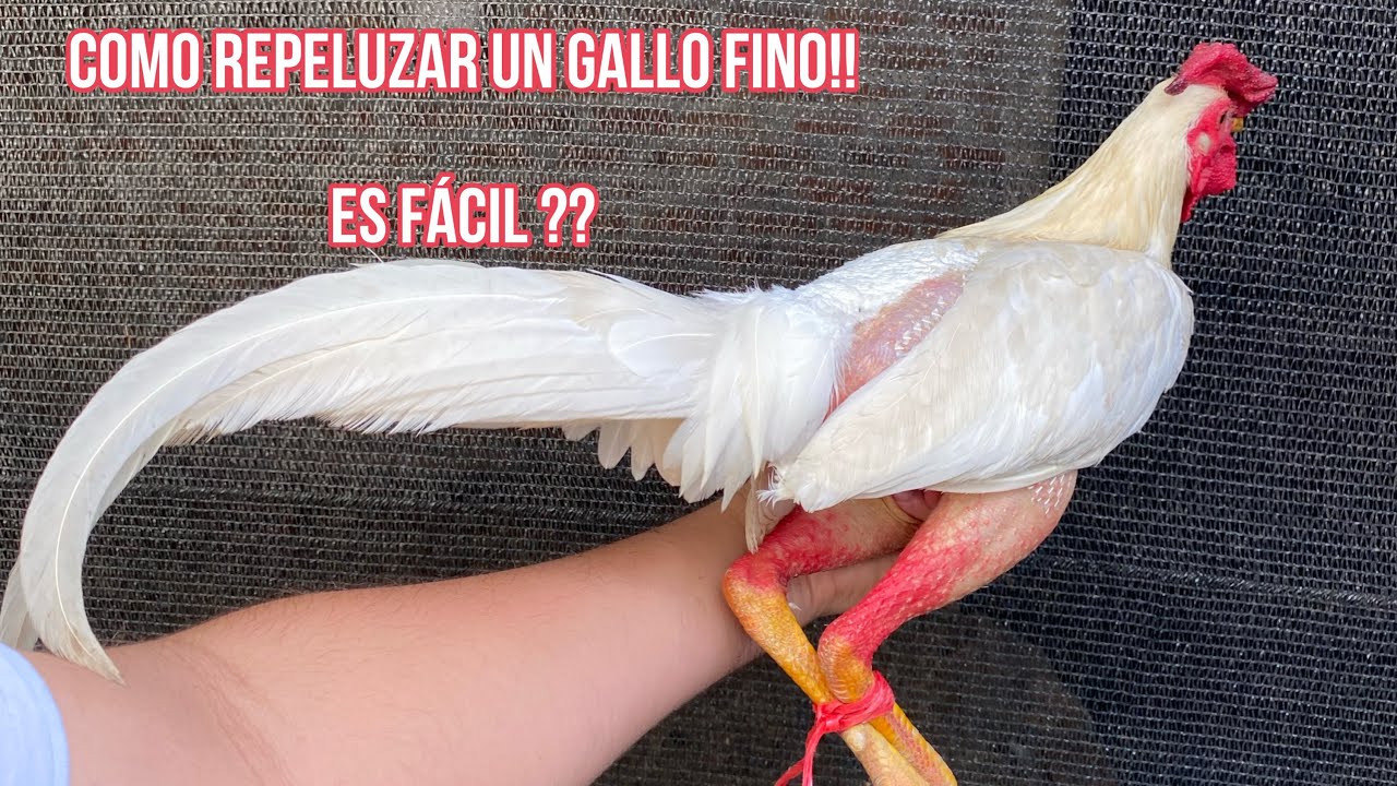 Como repeluzar un gallo fino!!👏🏻✅