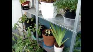 Plant psyc - My plants 2012