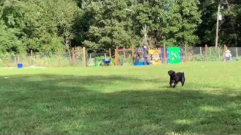 World Championship Toss & Fetch 2020