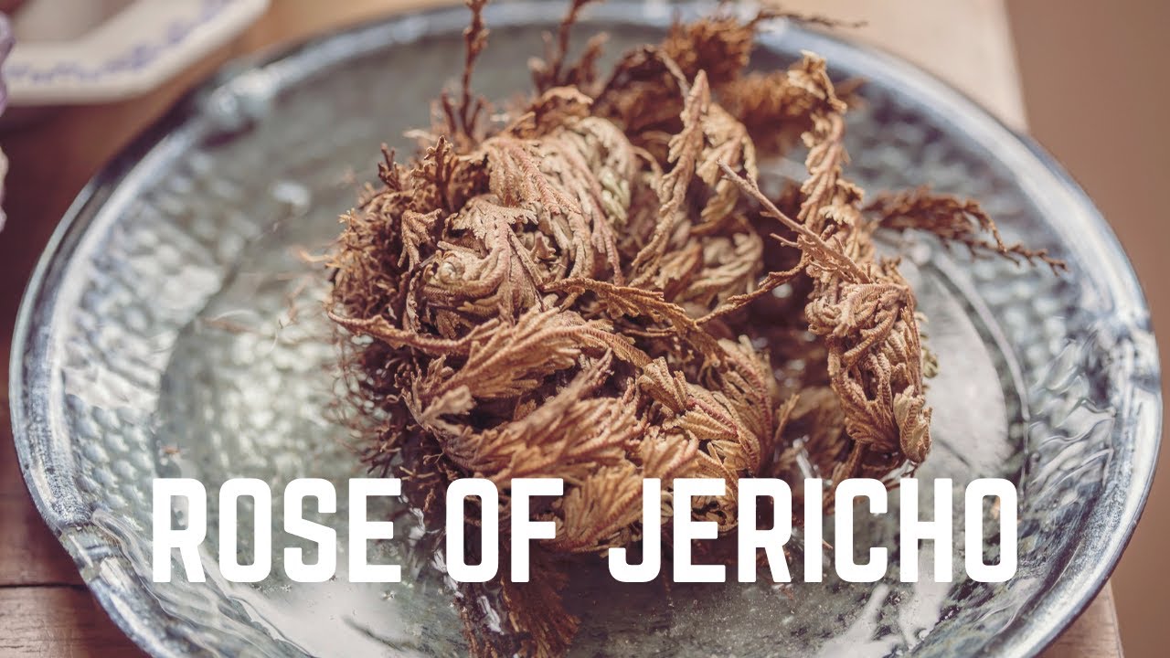 2 способа сохранить вашу розу Иерихона живой | Роза Иерихона для начинающих