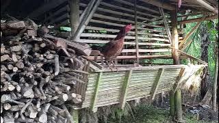 Suara ayam akan bertelur