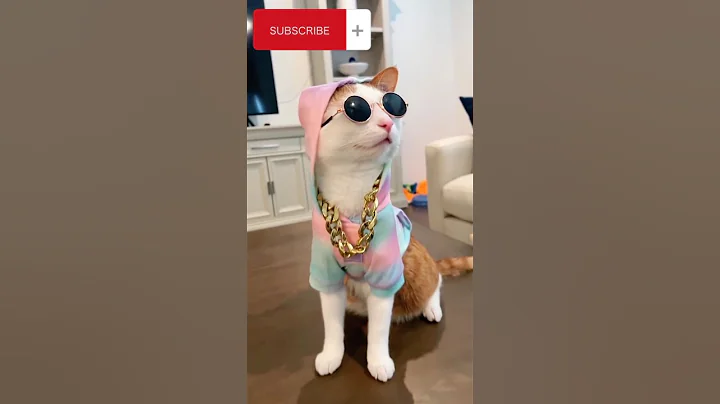 Dj Looks 😎😻🙀 #viral #youtube #trendingshorts #pets #meow #cat #dj