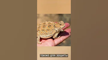 Почему ящерицы стреляют кровью из глаз? Вы будете удивлены! #shorts #факты #животные