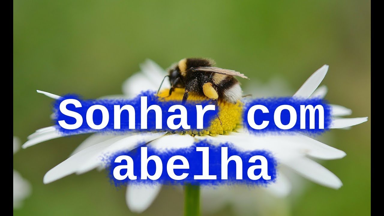 Sonhar Com Abelha YouTube