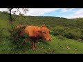 Vacas en realidad virtual | Episodio #66