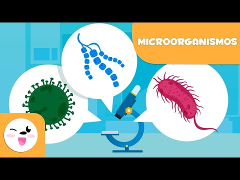 Vídeo: Quais são os 4 tipos de microorganismos?