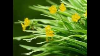 Thushara Bindukkale - S. Janaki. Film Aalinganam