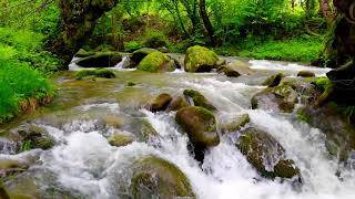 4K HDR Beautiful mountain river flowing after rain. Relaxing river sound.