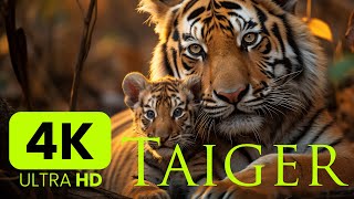 Amazing Taiger 4K | Scenic Relaxation Film #nature #explore #治癒 #治癒音樂 #放鬆 #放鬆視頻 #taiger