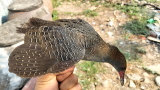 Bẫy Chim Chằng Nghịch.Qúa Hấp Dẫn Khi Lần Đầu Bẫy,Xem Là Ghiền||TNSB|#17