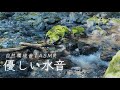 【清流】やさしい水音：透明度抜群な川のせせらぎに癒される1時間【自然環境音｜睡眠用bgm｜銚子川/三重】
