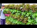 Amazing vertical garden, growing vegetables on the wall to provide for the family