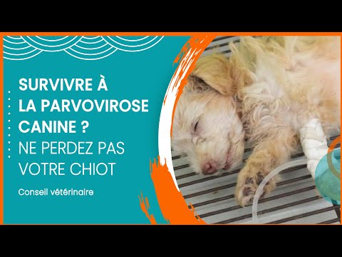 Vidéo: Les chiens peuvent-ils avoir mal après les vaccinations annuelles?