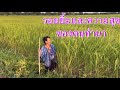 เลาะทุ่งหลังออฟฟิศแสงทองฟินแลนด์กับแม่ยายสุข