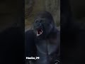 Gorilla Showed us the inside of his Mouth 口の中を見せてくれたゴリラ