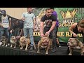 American Bully fun stack off at the ABKC show 2024