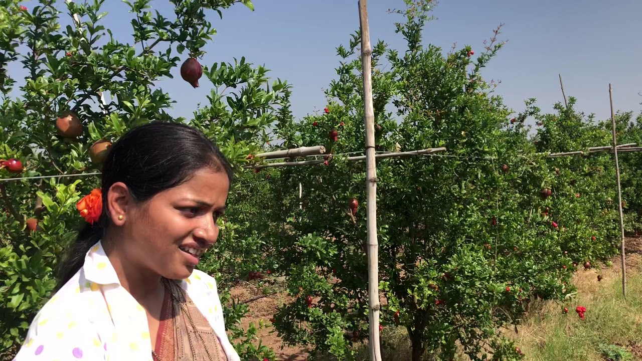 Soil charger tech. सोबत बंजर माळरानावर फूलवली बाग ‼️अनुभव नसताना शिक्षीका करतात यशस्वी व्यवस्थापन ‼️