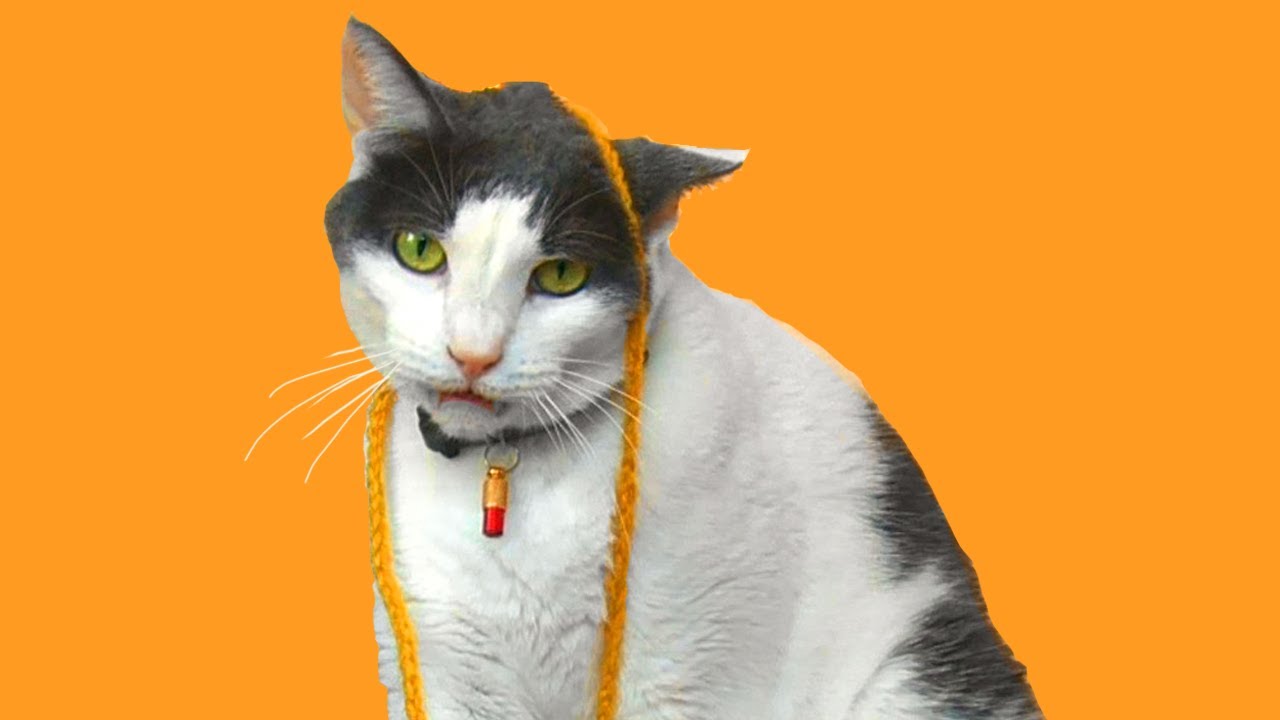 Annoying My Cat YouTube