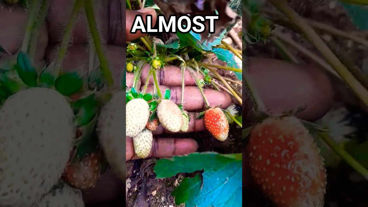 Raw vs Ripe 🍓 How Strawberries Ripen on the Plant 