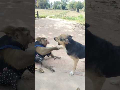 Super SokYaa OG ToTo Animals Are So Awesome Shorts 