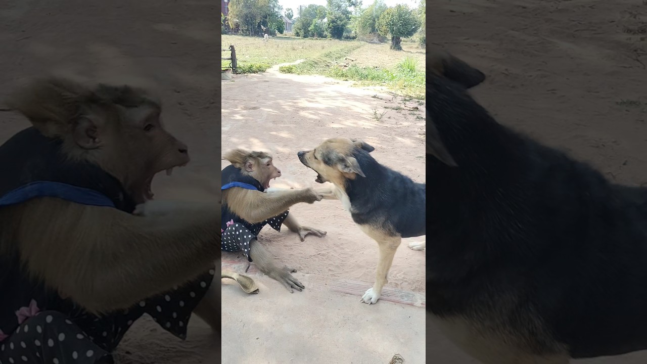 Super SokYaa, OG, ToTo Animals Are So Awesome 