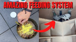 BEST Food & Drink For Racing Pigeons (TIPS & TRICKS)
