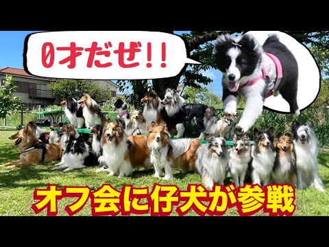 オフ会に0才の赤ちゃん犬がやってきた!