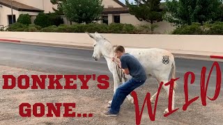 DONKEY'S GONE WILD/WHAT HAPPENS WHEN OUR DONKEY'S GOTO TOWN