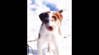 Solo nuestro... #mindfulness #relaxingmusic #puppy #cute #love #dog #perros #snow #nature #animals