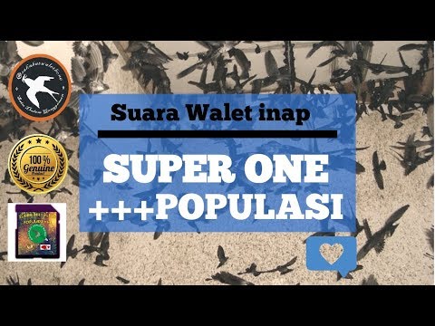 suara-walet-inap-super-one-+++-populasi