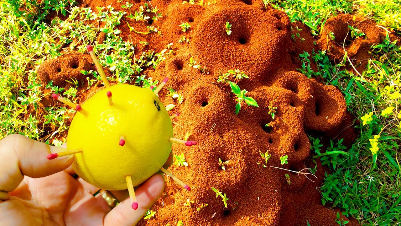 1 ВСЕГО 1 ЧАС УБИВАЕТ ВСЕХ МУРАВЬЕВ, НИЧЕГО НЕ ЗАТРАТЯ | Как устранить муравейники без яда