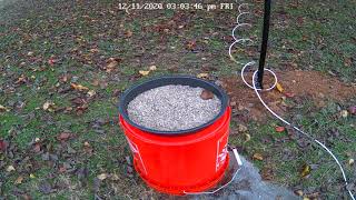 Small dog eats birdseed