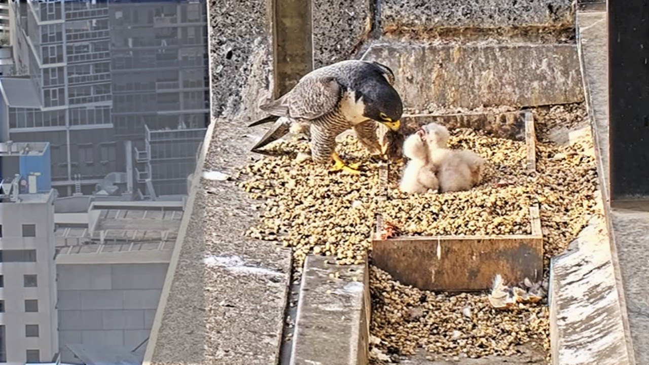 367 Collins St. Falcons🪽 Dad Tries to Feed 5- and 2-Day Old Chicks Whole Prey🦖2025 Oct 5