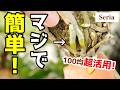 【100均】9割以上がゴミ箱へ…、悲しいアノ植物を『世界一簡単に』植え替えた結果【胡蝶蘭の育て方】