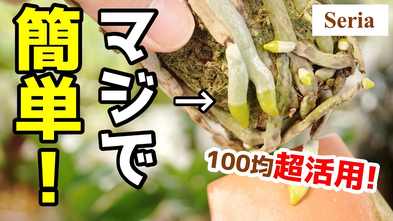 【100均】9割以上がゴミ箱へ…、悲しいアノ植物を『世界一簡単に』植え替えた結果【胡蝶蘭の育て方】