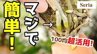 【100均】9割以上がゴミ箱へ…、悲しいアノ植物を『世界一簡単に』植え替えた結果【胡蝶蘭の育て方】