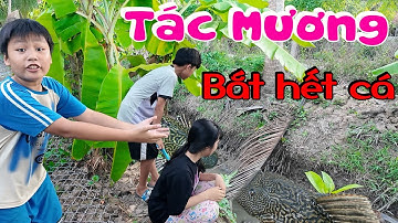 TiTan Trang tác mương bắt hết cá