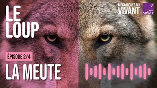 La meute à la conquête du monde sauvage (2/4) | Mécaniques du vivant, saison 1 : le loup
