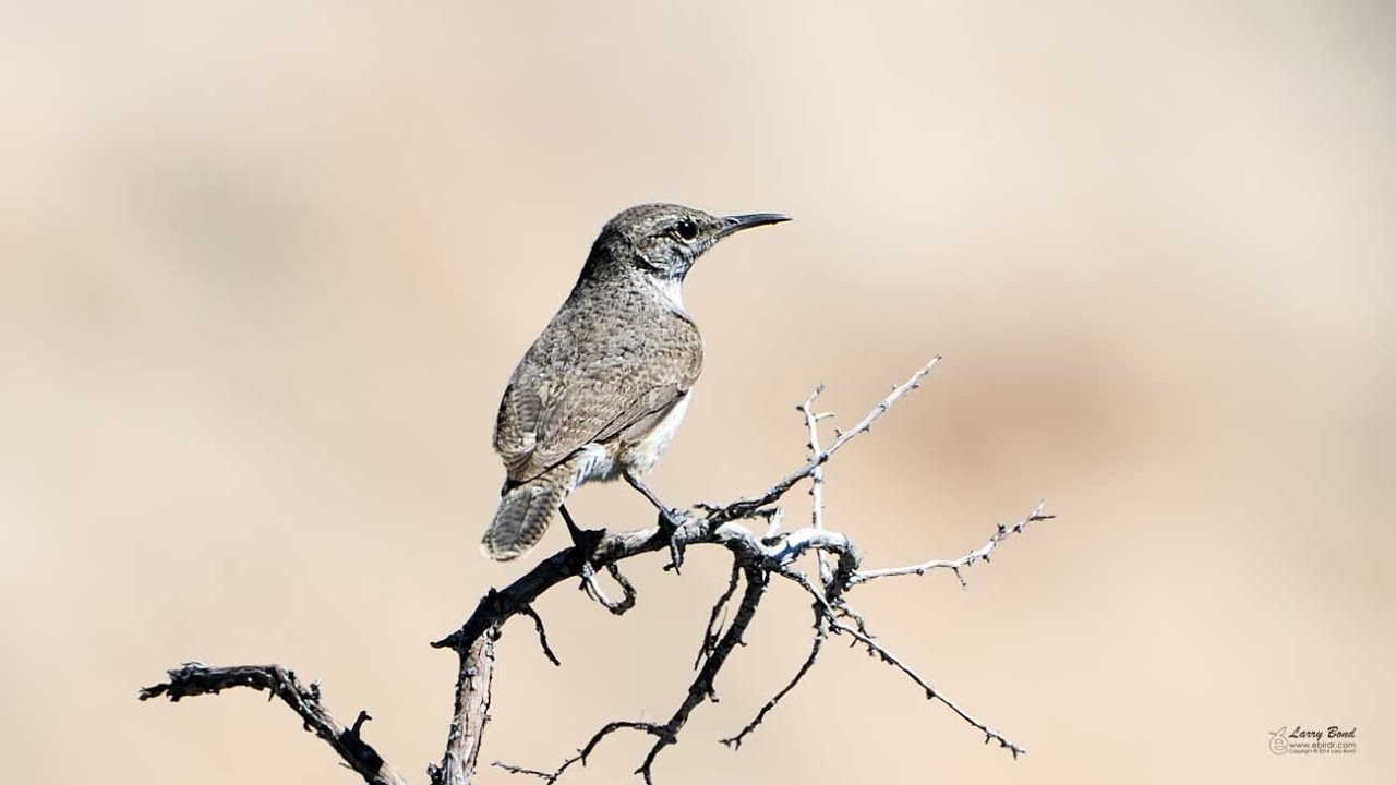 Rock Wren
