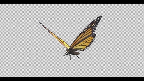 Flying Butterfly - North American Monarch - Transparent Loop