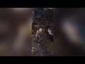 Hyaenic-sculptures ( the successful hyenas)