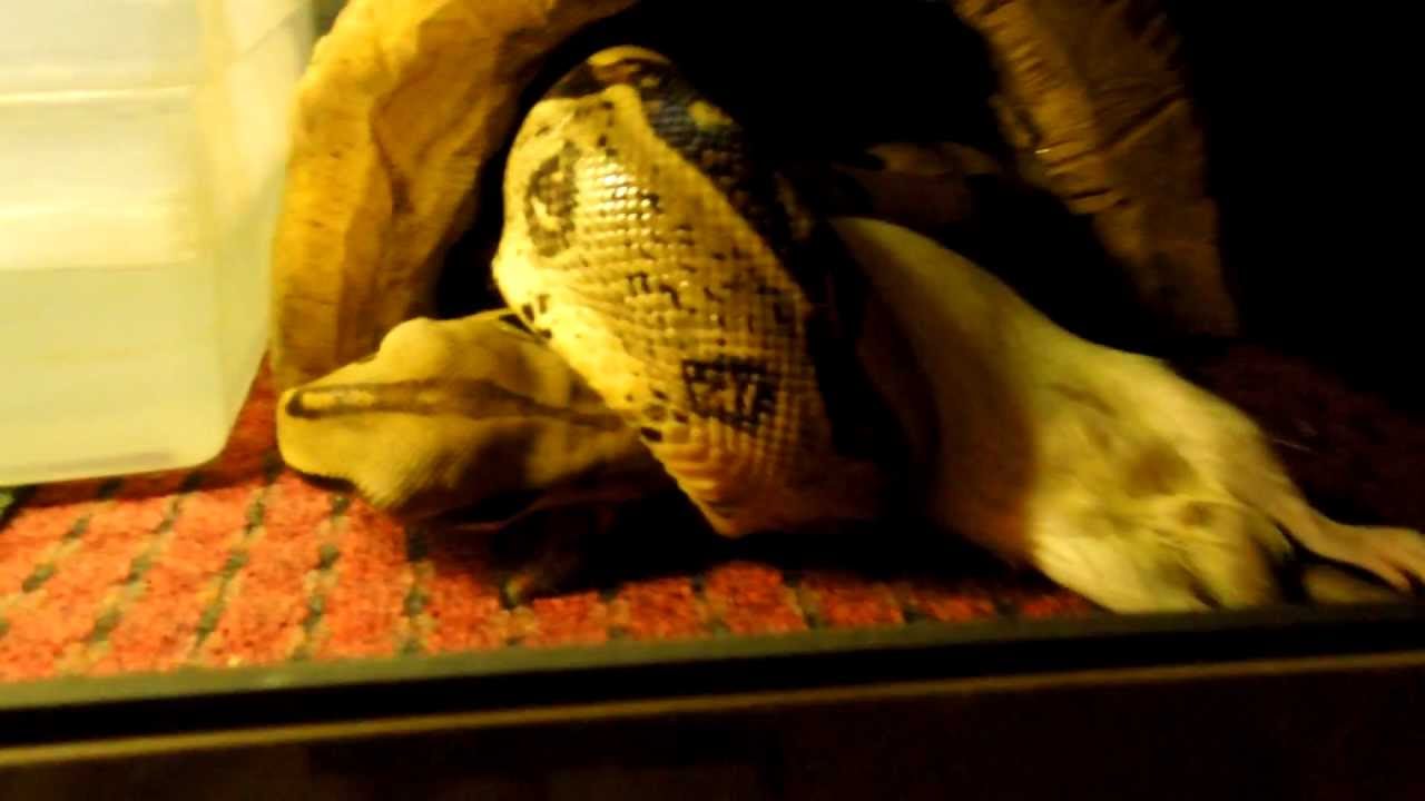 boardgamegeek Feeding the Boas 11-27-12