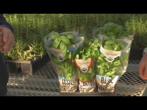 Video: Skleníkové bylinkové zahradnictví – využití skleníku pro pěstování bylinek