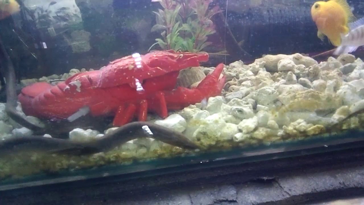 Aquarium Shop in Nepal YouTube