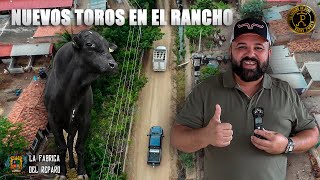 ¡¡¡ LLEGAN TOROS NUEVOS A RANCHO EL AGUAJE !!! EN AUTLAN, JAL. DON SERGIO NOS CUENTA TODO DE ELLO...