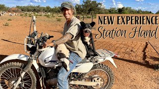 Outback sheep station muster with Aeroplanes ✈ Lifetime dream ✅ (Ep207)