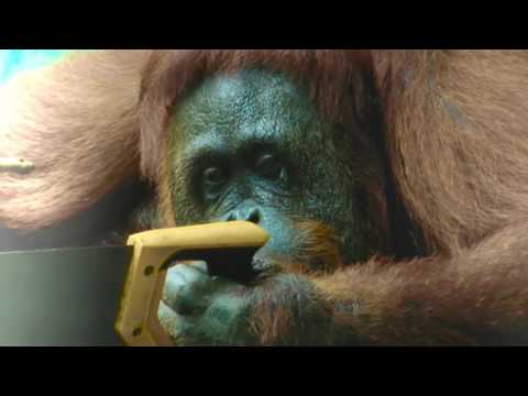 TESTERE İLE AĞAÇ KESEN ORANGUTAN // AZİM VE ÜŞENGEÇLİK İÇERİR