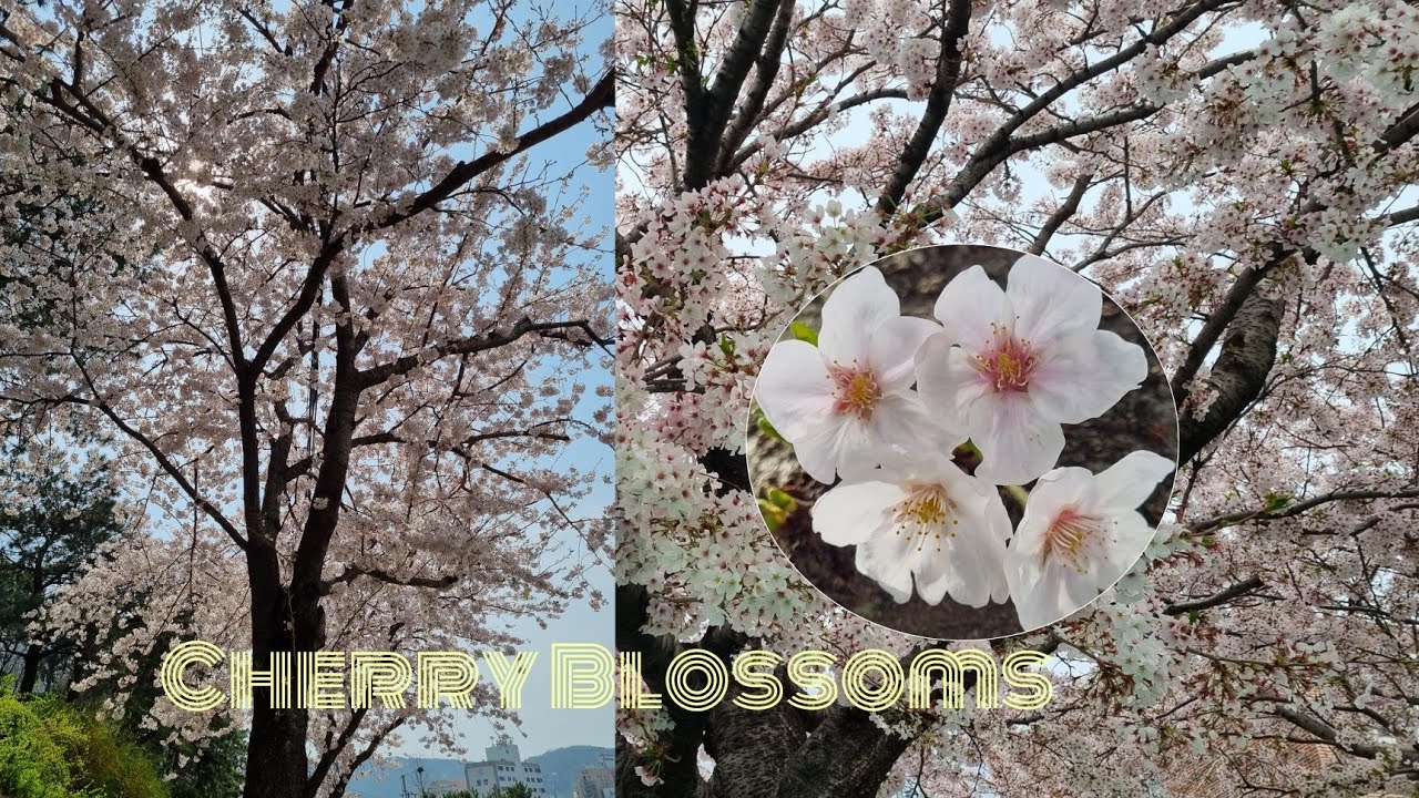 CHERRY BLOSSOMS | SOUTH KOREA - YouTube