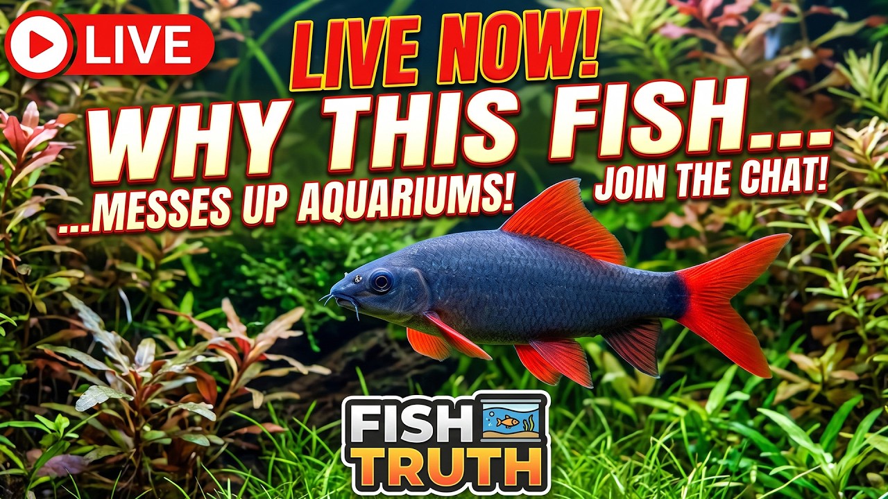 [LIVE]  Whay Does This FIsh Ruin So Many Aquariums? And A Giveaway and Fish Q&A!