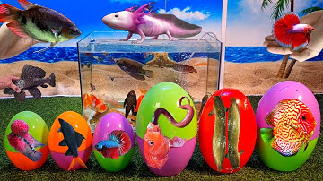 Tổng hợp video cá cảnh đẹp, động vật dễ thương, tôm đủ màu, cá dĩa, cá hồng két, cá betta